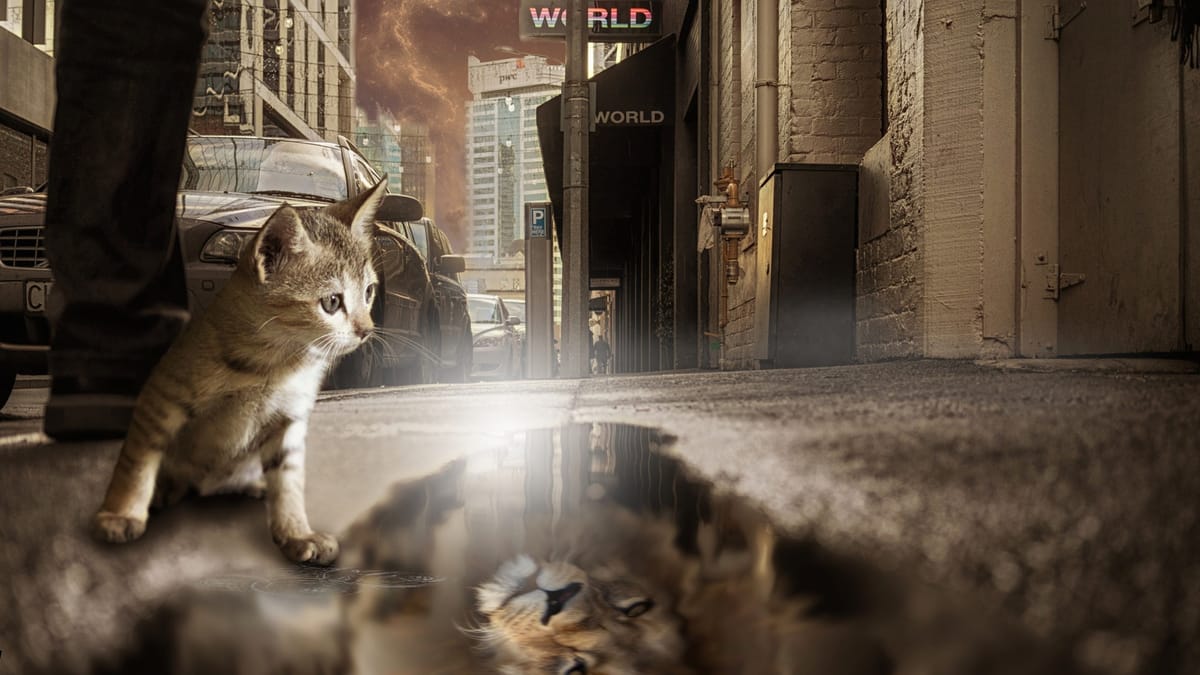 Pretty Lies: The Real Estate Agent Edition