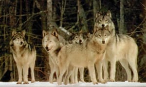 Guide to Surviving Feral Internet Mobs