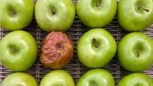 The Mercurio/SDAR Debacle: What Must Be Done