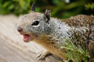 [VIP] Redfin, Q1/2021: The Return of the Rabid Squirrel?