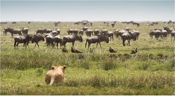 Do Not Minimize Ragnarok: Very Serious Legal Threat, Part 2