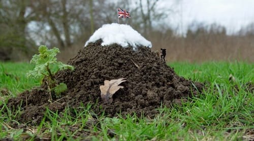 Triumph and the Molehill of Non-Realtor MLS Choice